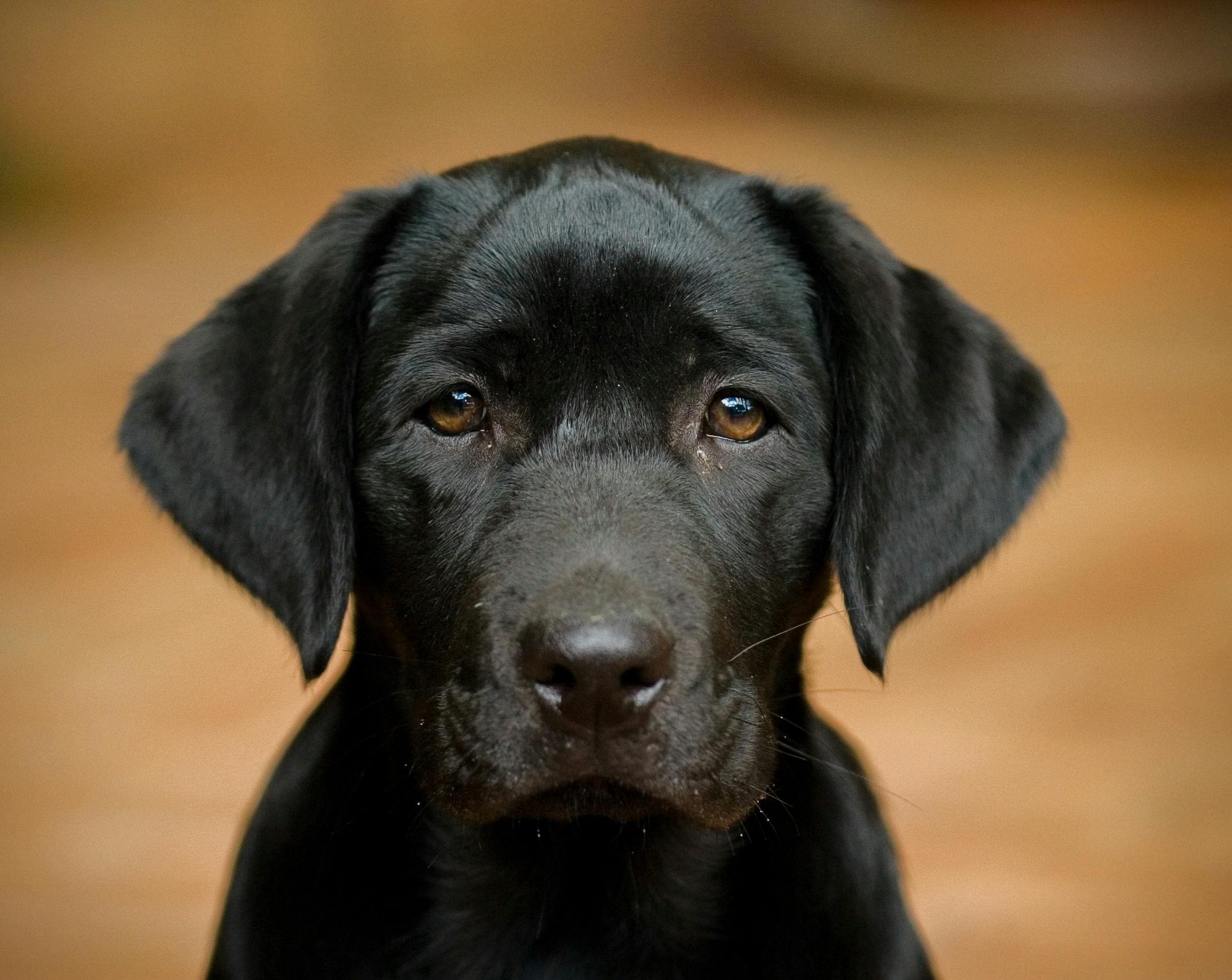 Spanish Dog Names