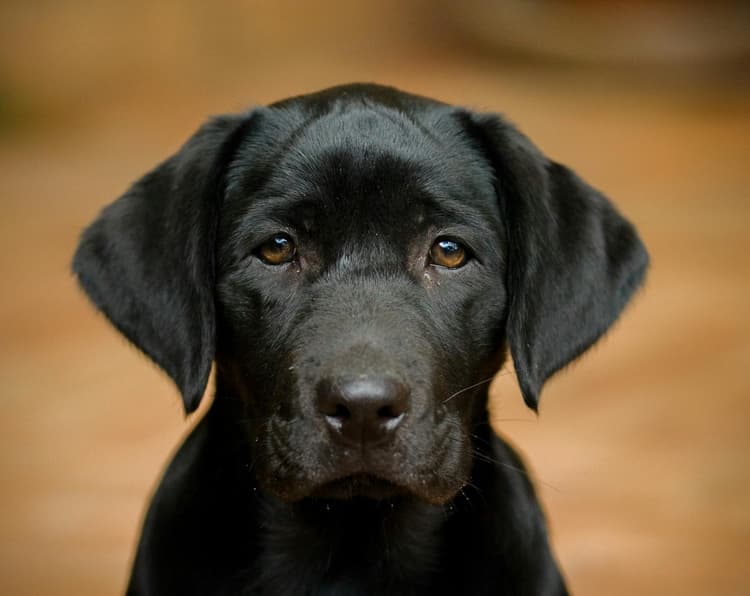 Spanish Dog Names