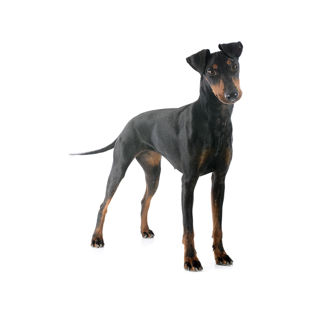 Manchester Terrier (Standard and Toy)