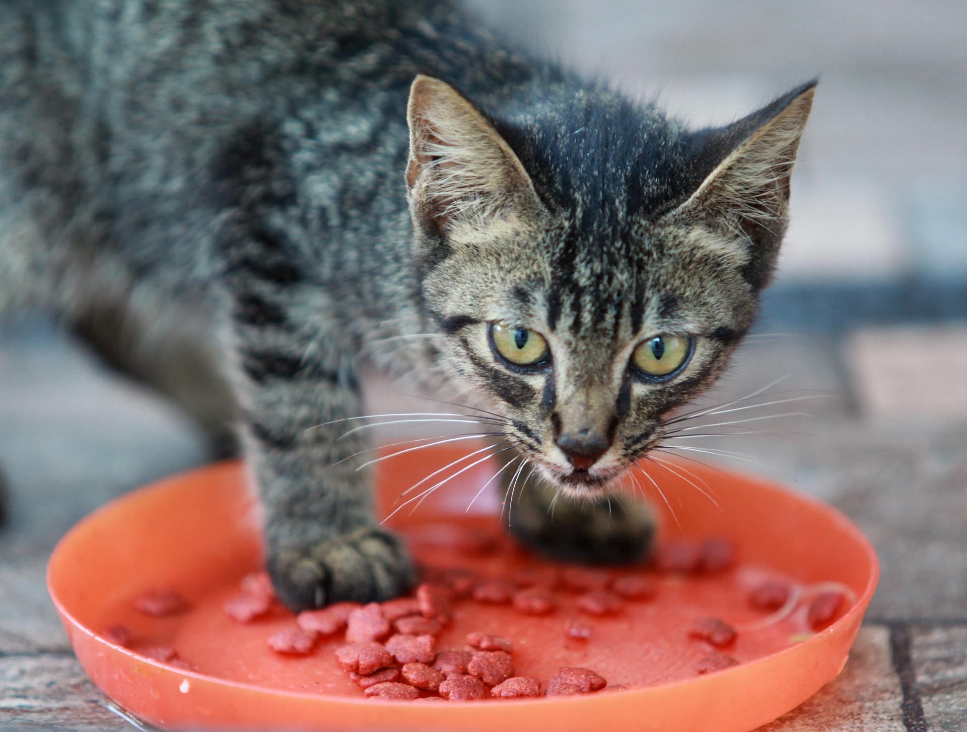 Is Xylitol Bad for Cats?