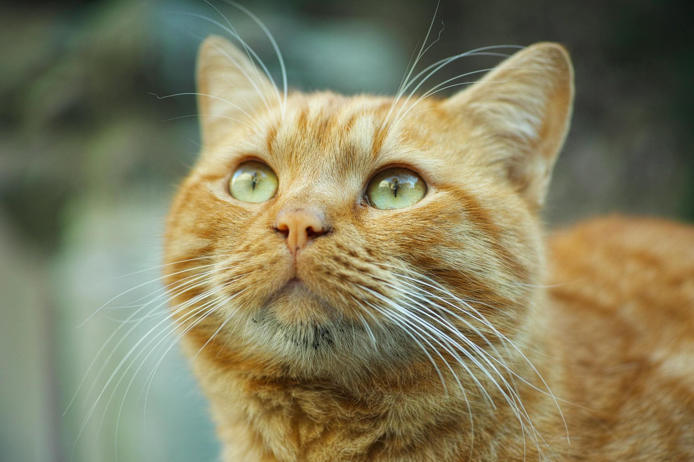 Are All Orange Cats Male?
