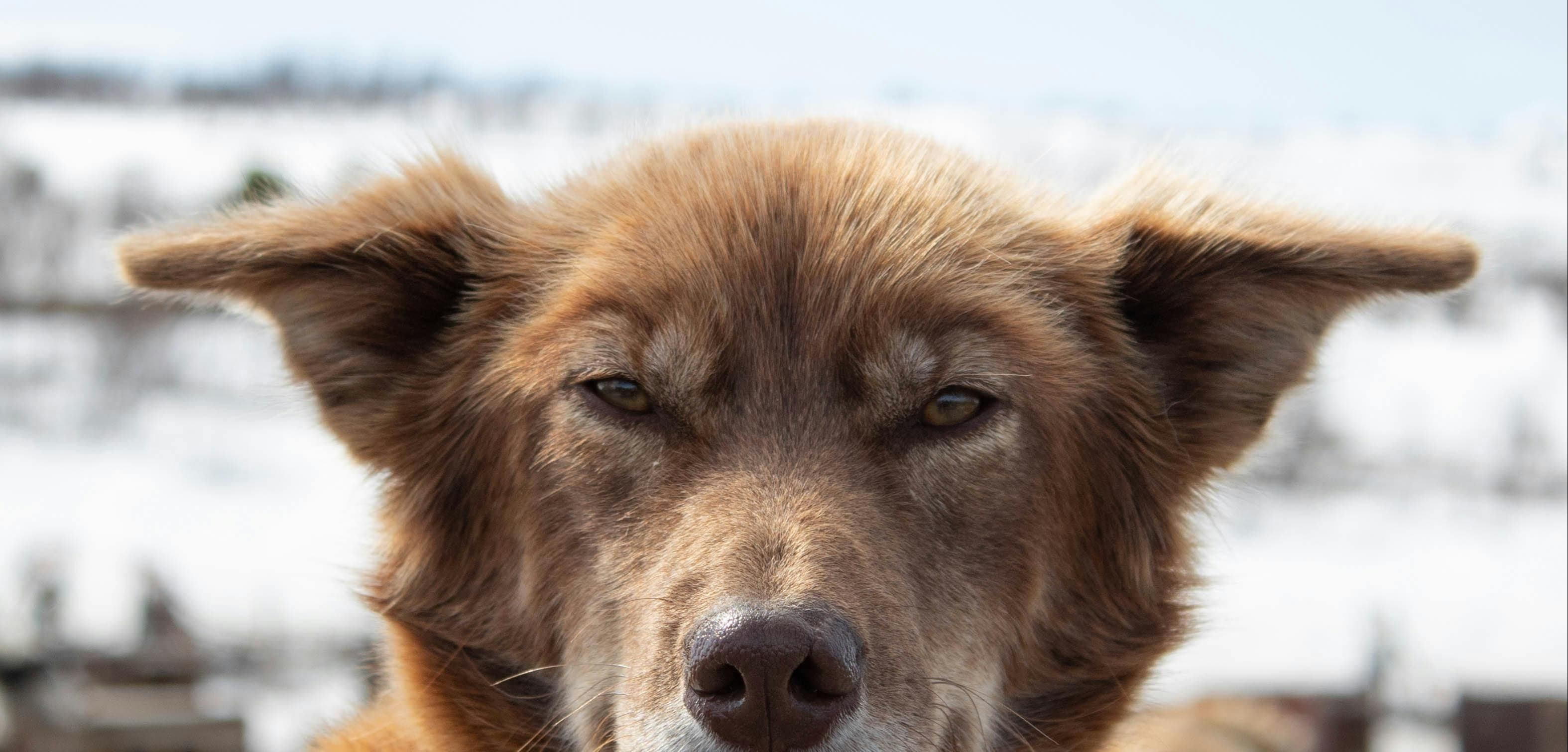 Caring for a Deaf Dog
