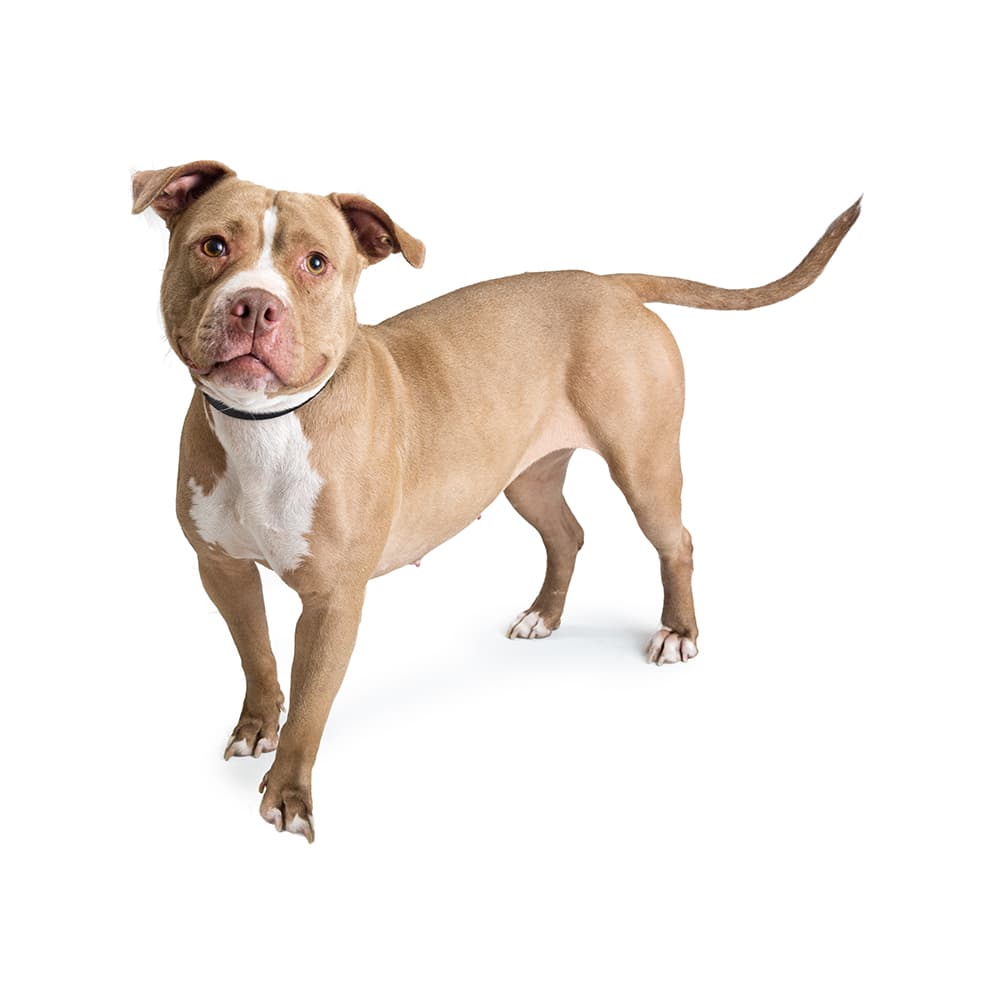 American Pit Bull Terrier