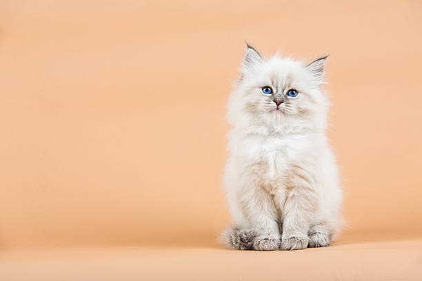 Cute Cat Names