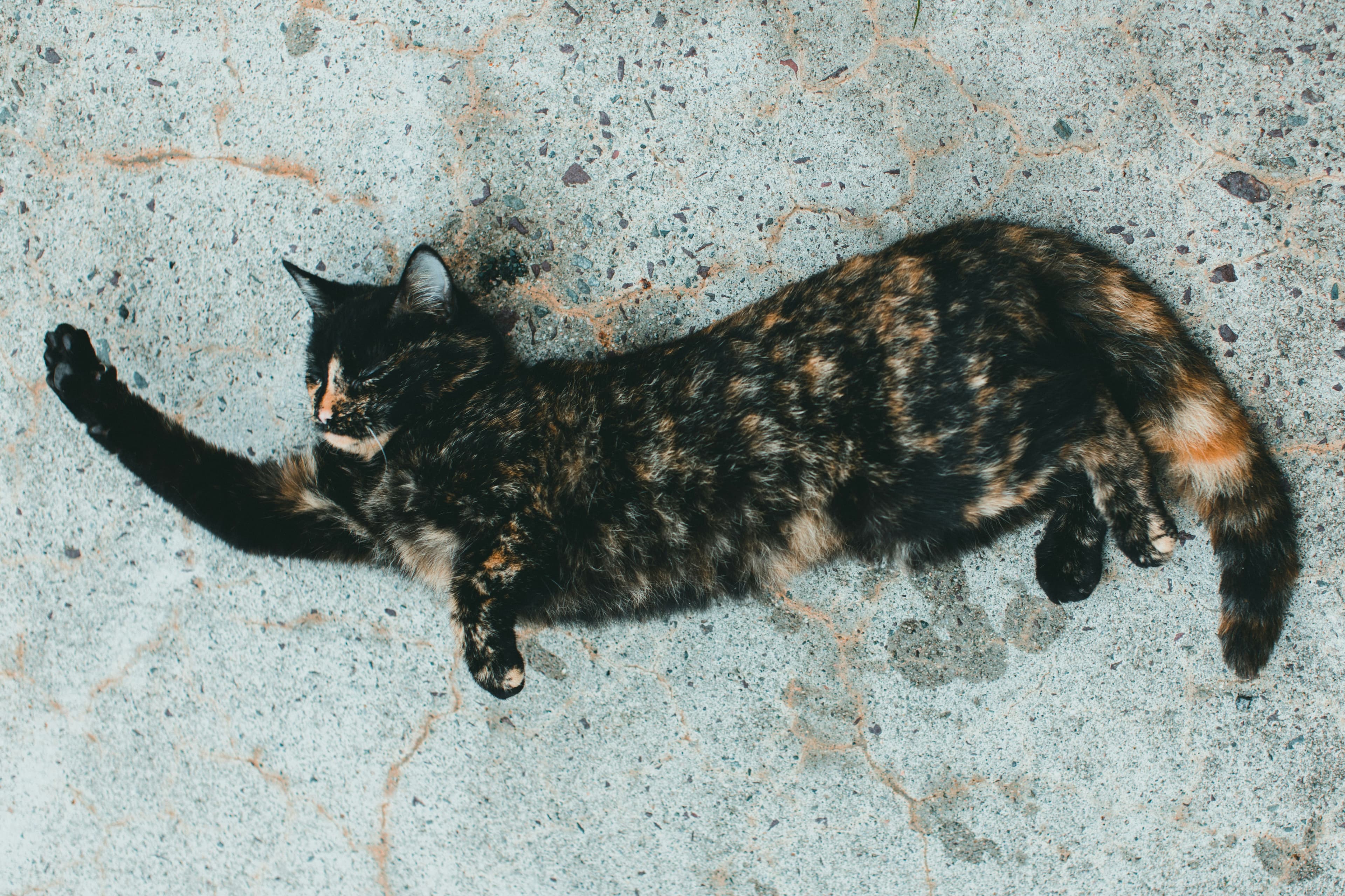 How Long Do Cats Live?