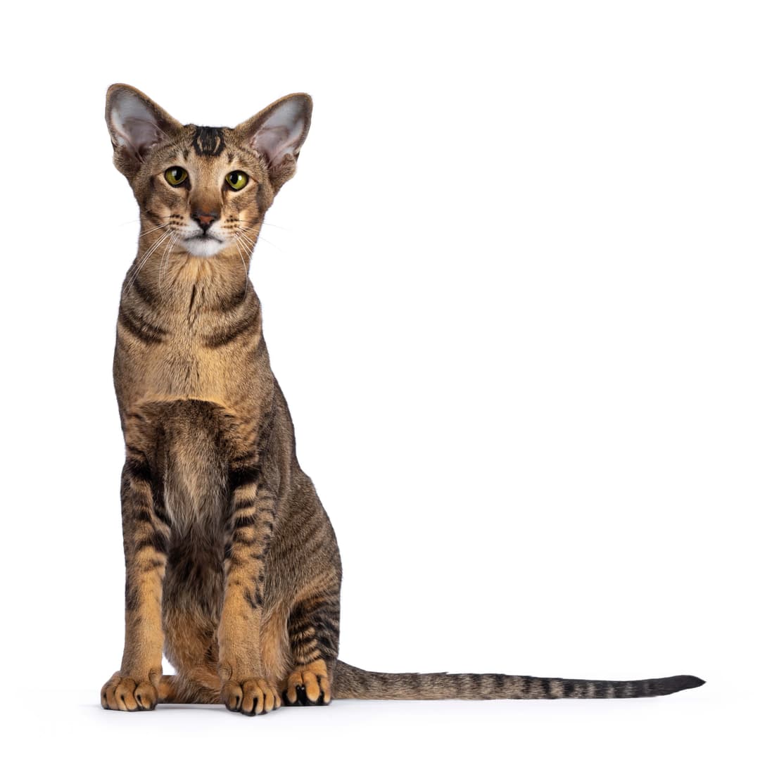 Oriental Shorthair Kittens For Sale