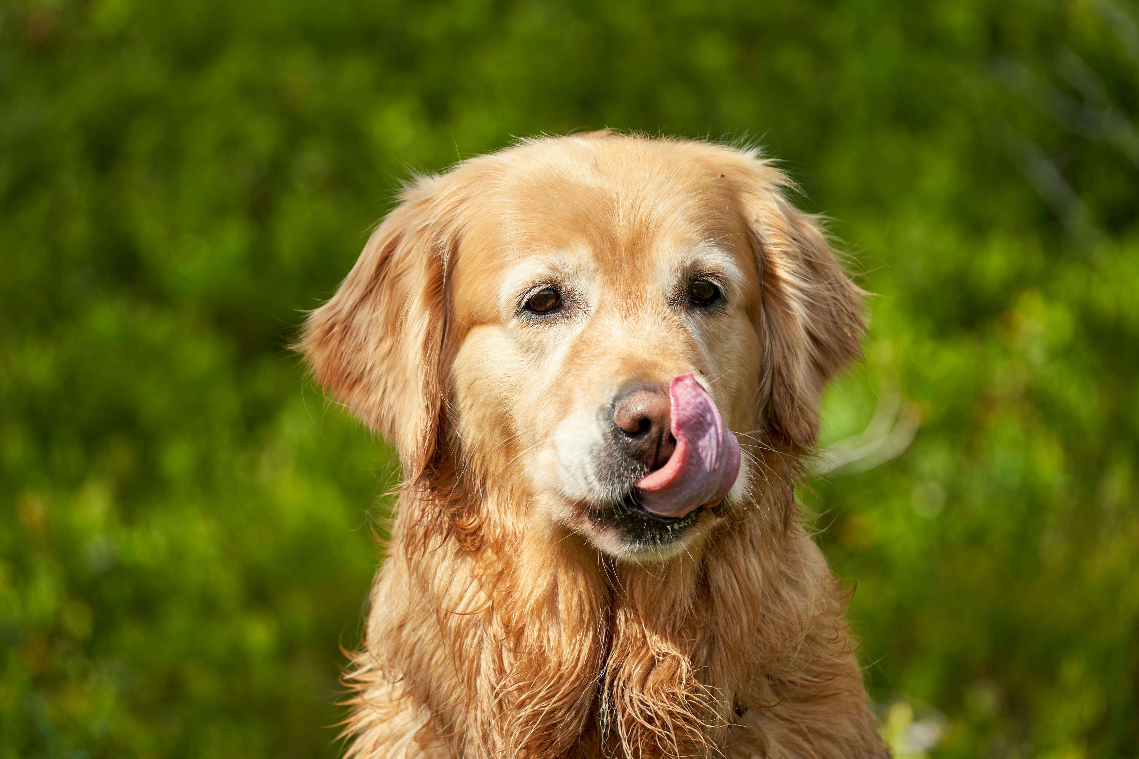 Dog Sneezing a Lot