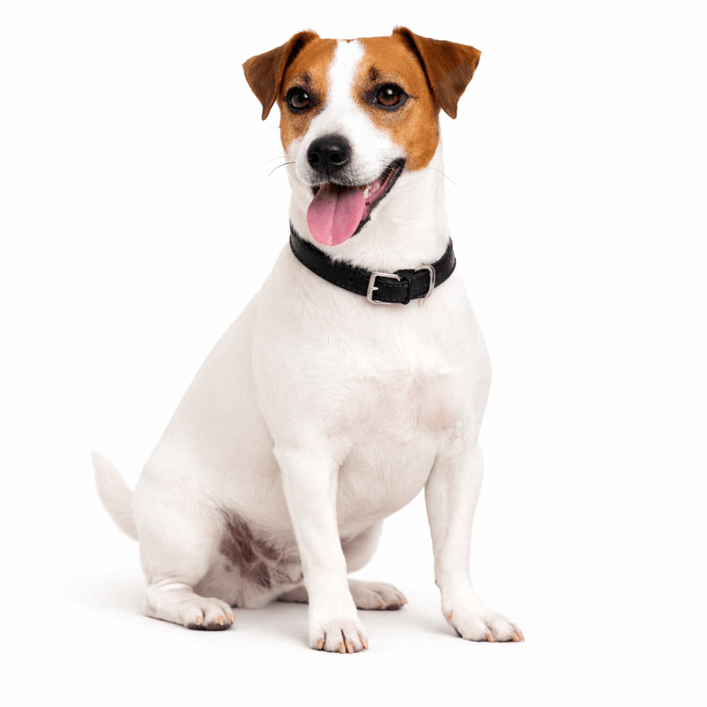 Russell Terrier Dog Breed