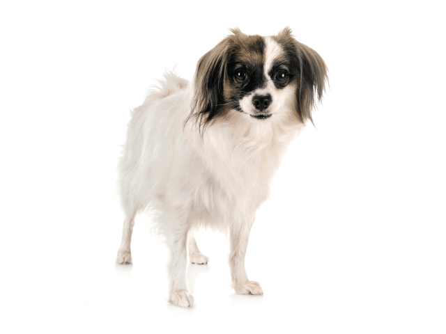 Phalene Dog Breed