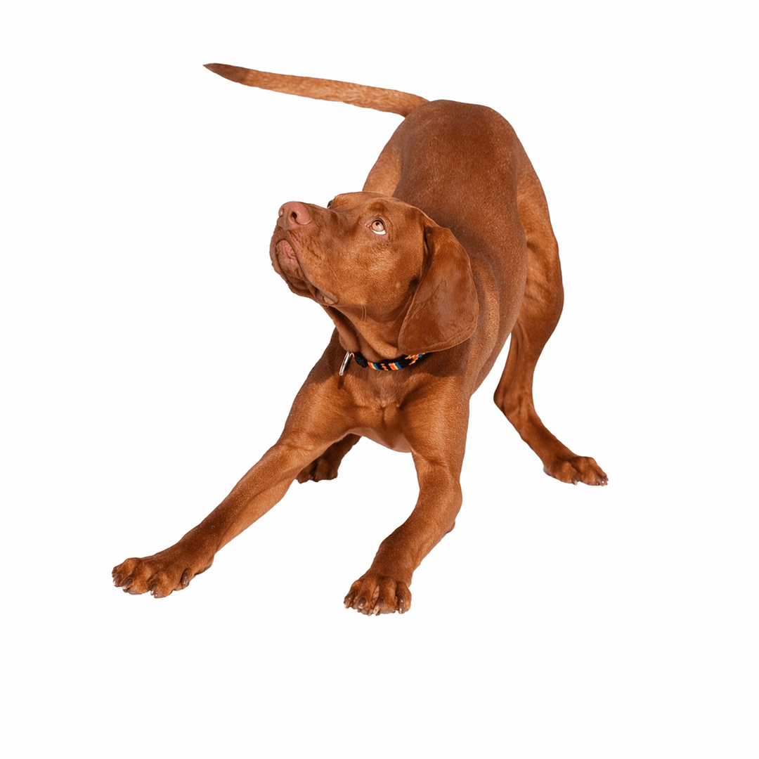 Wirehaired Vizsla Dog Breed