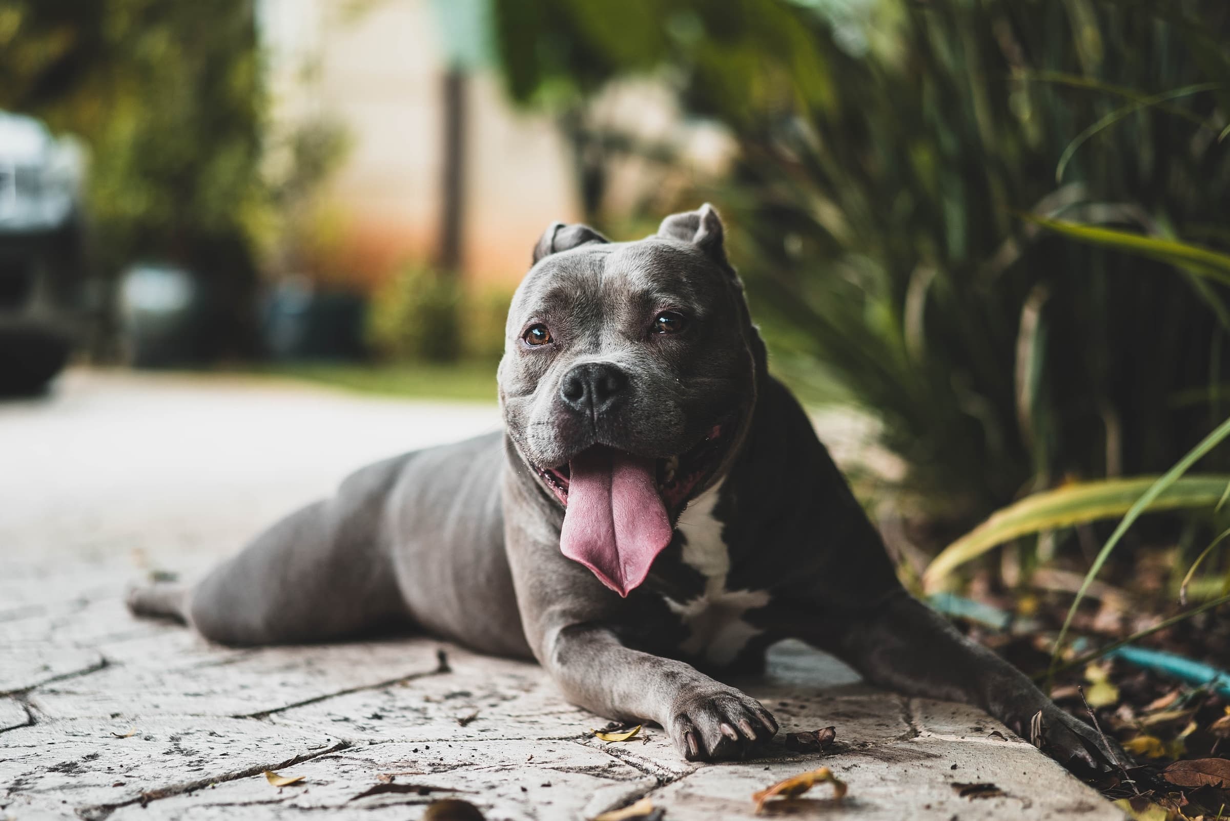 What Is the Most Dangerous Dog in the World?