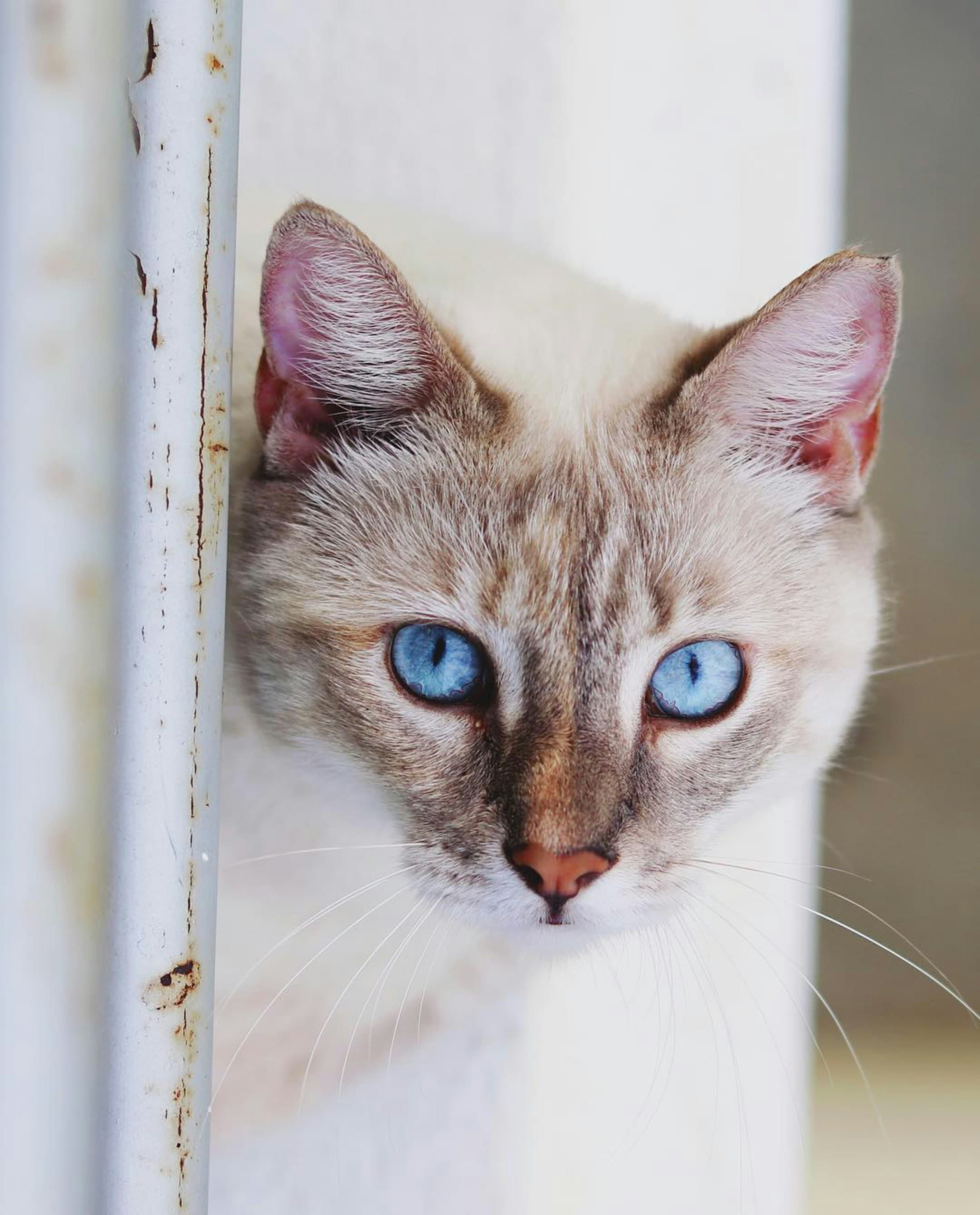 Quirky and Unique Cat Coat Colors
