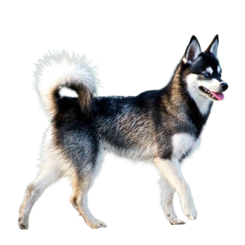 Alaskan Klee Kai (Toy, Miniature and Standard)