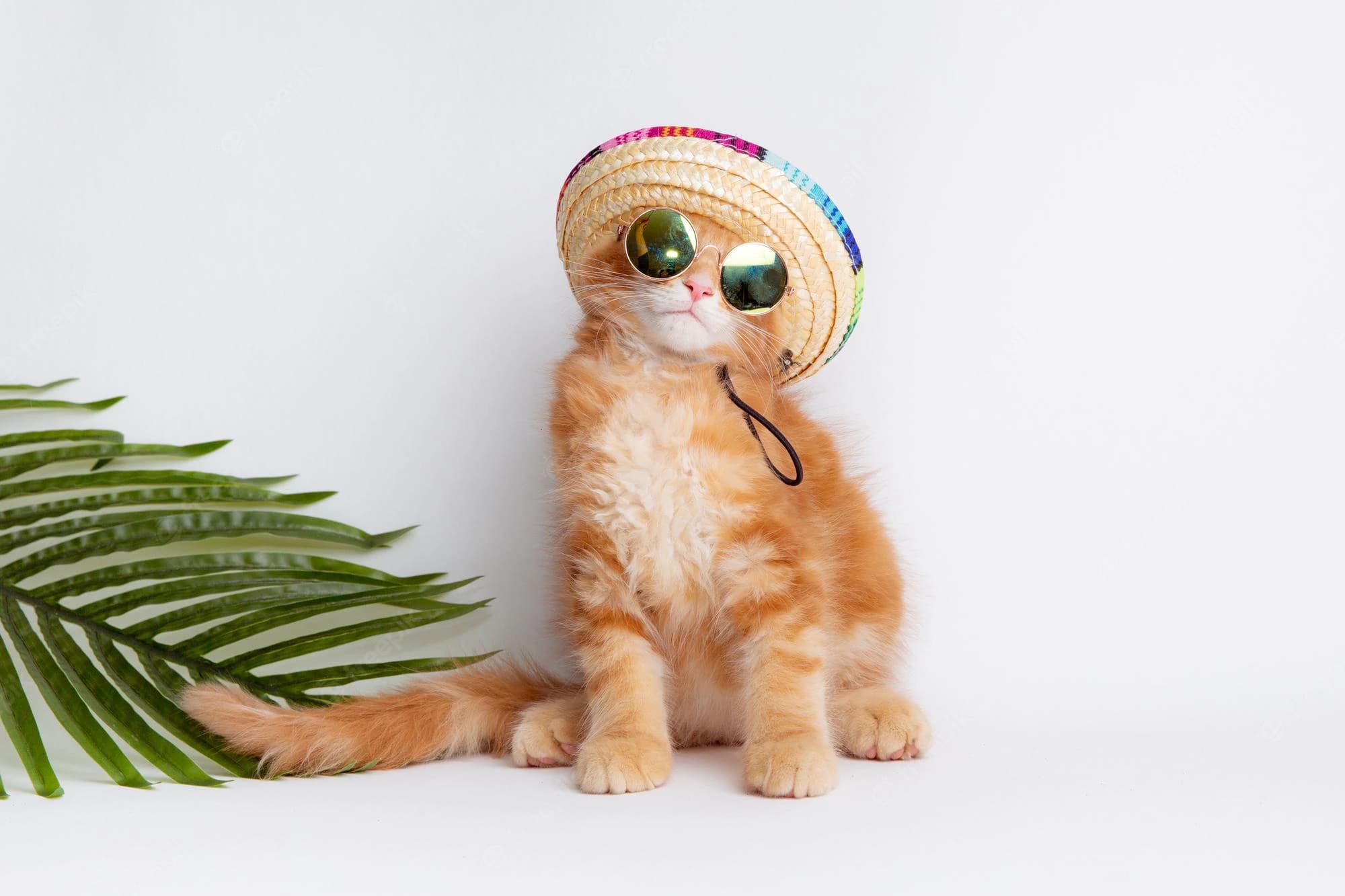Mexican Cat Names