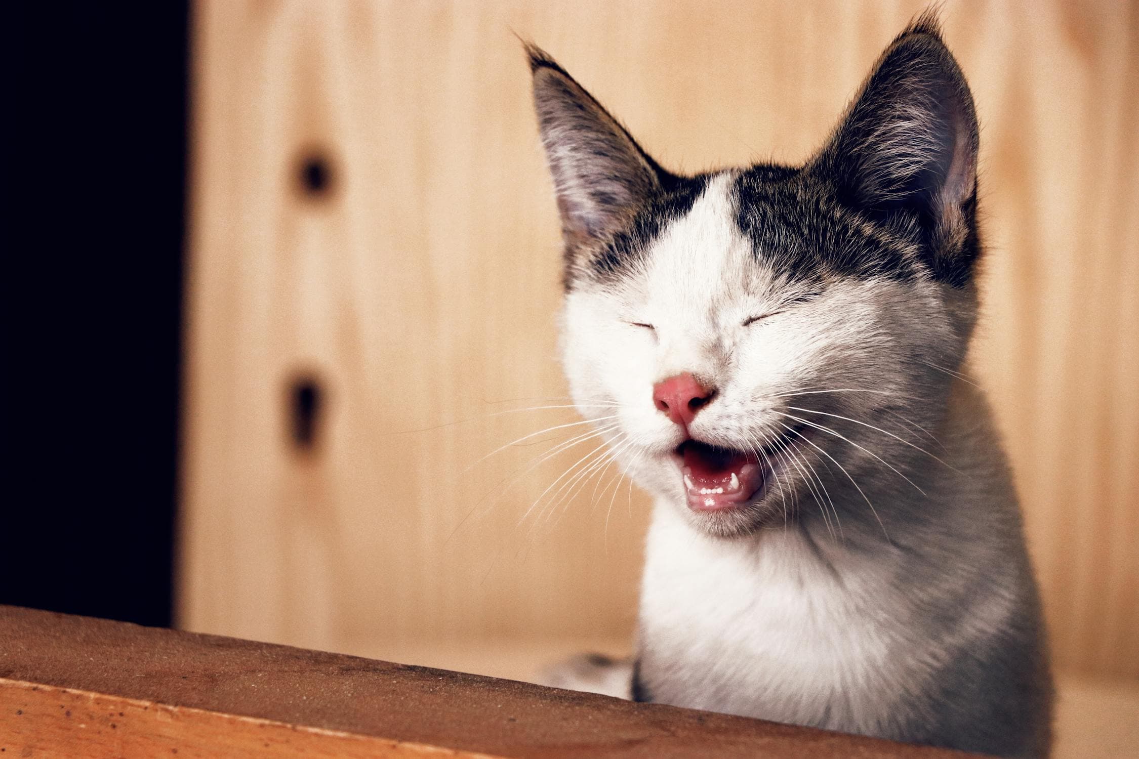 How to Make a Cat Poop When Constipated