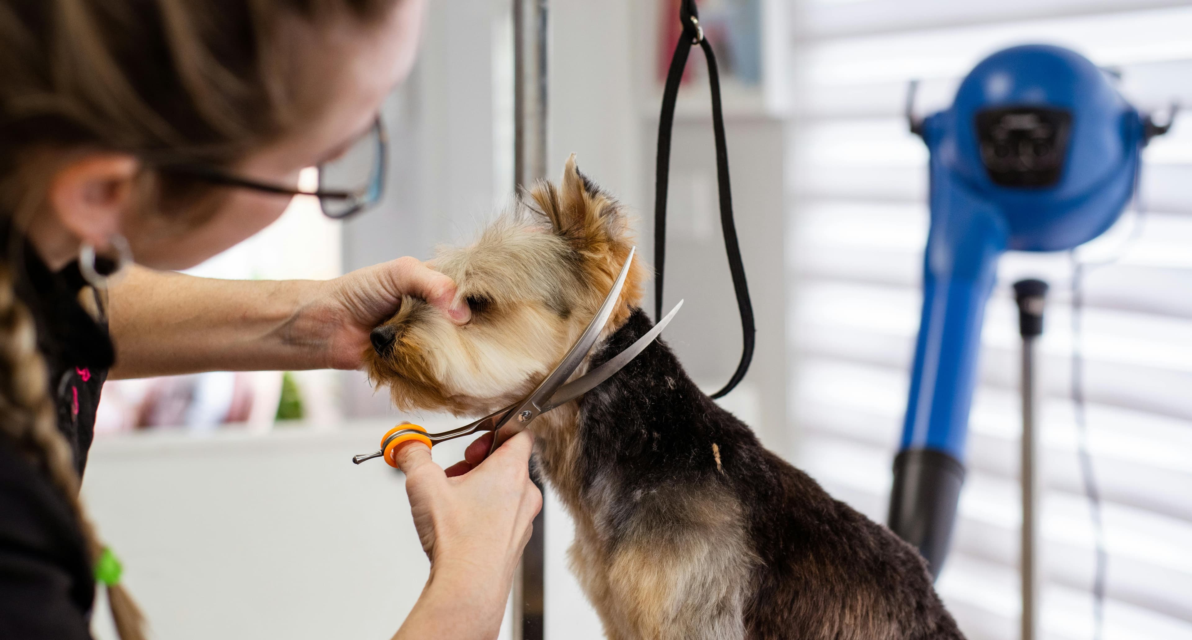 How to Cut Your Dog’s Hair at Home