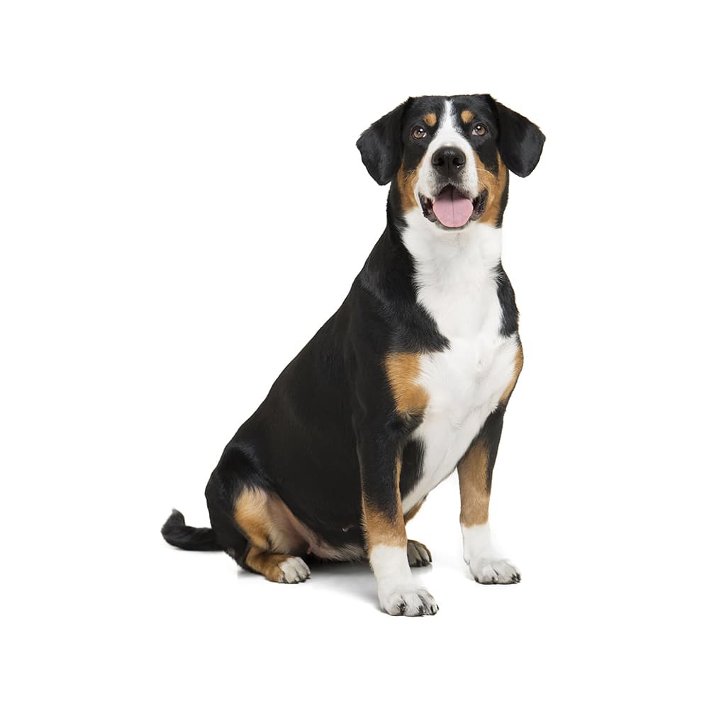 Appenzell Cattle Dog