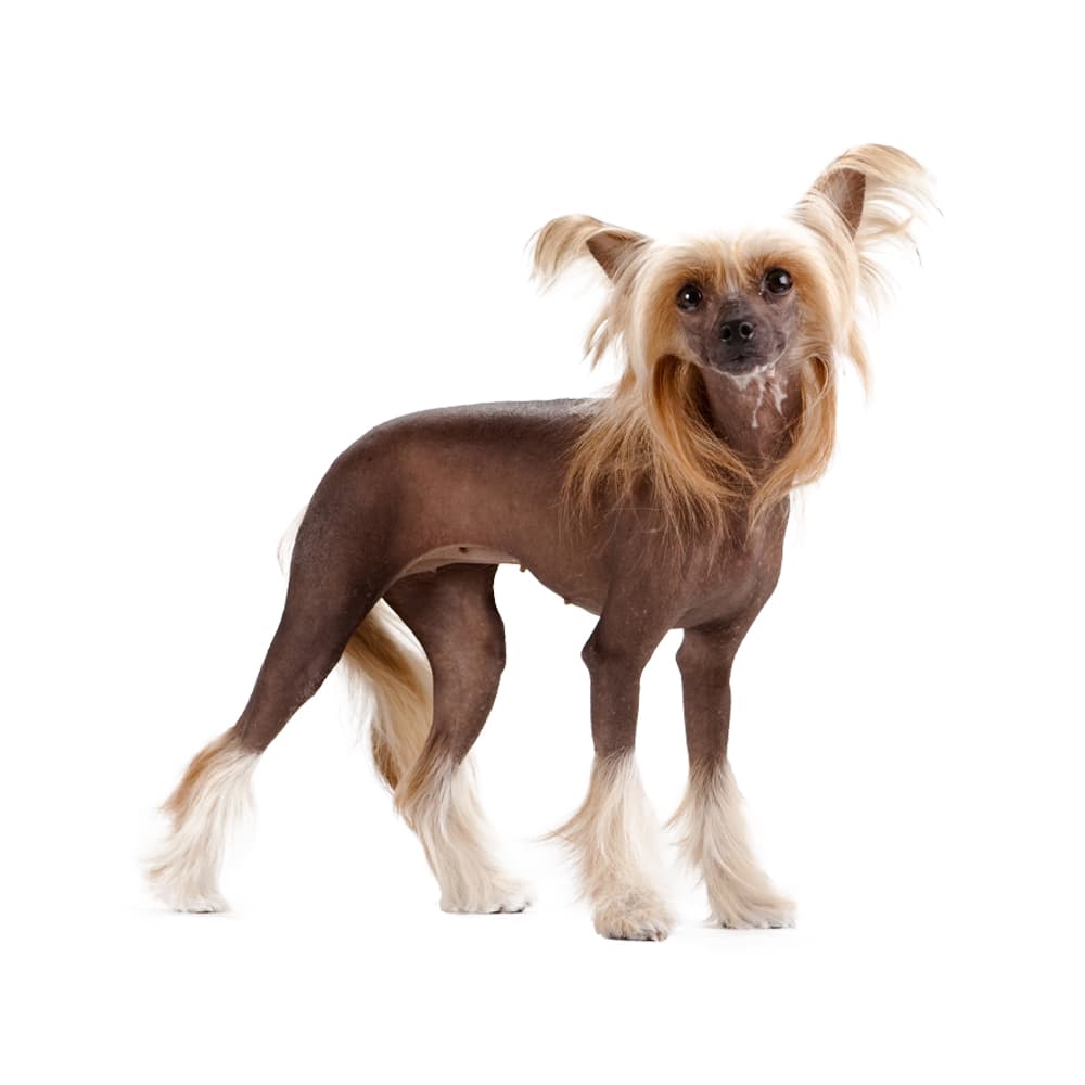 Chinese Crested (Hairless and Powderpuff)
