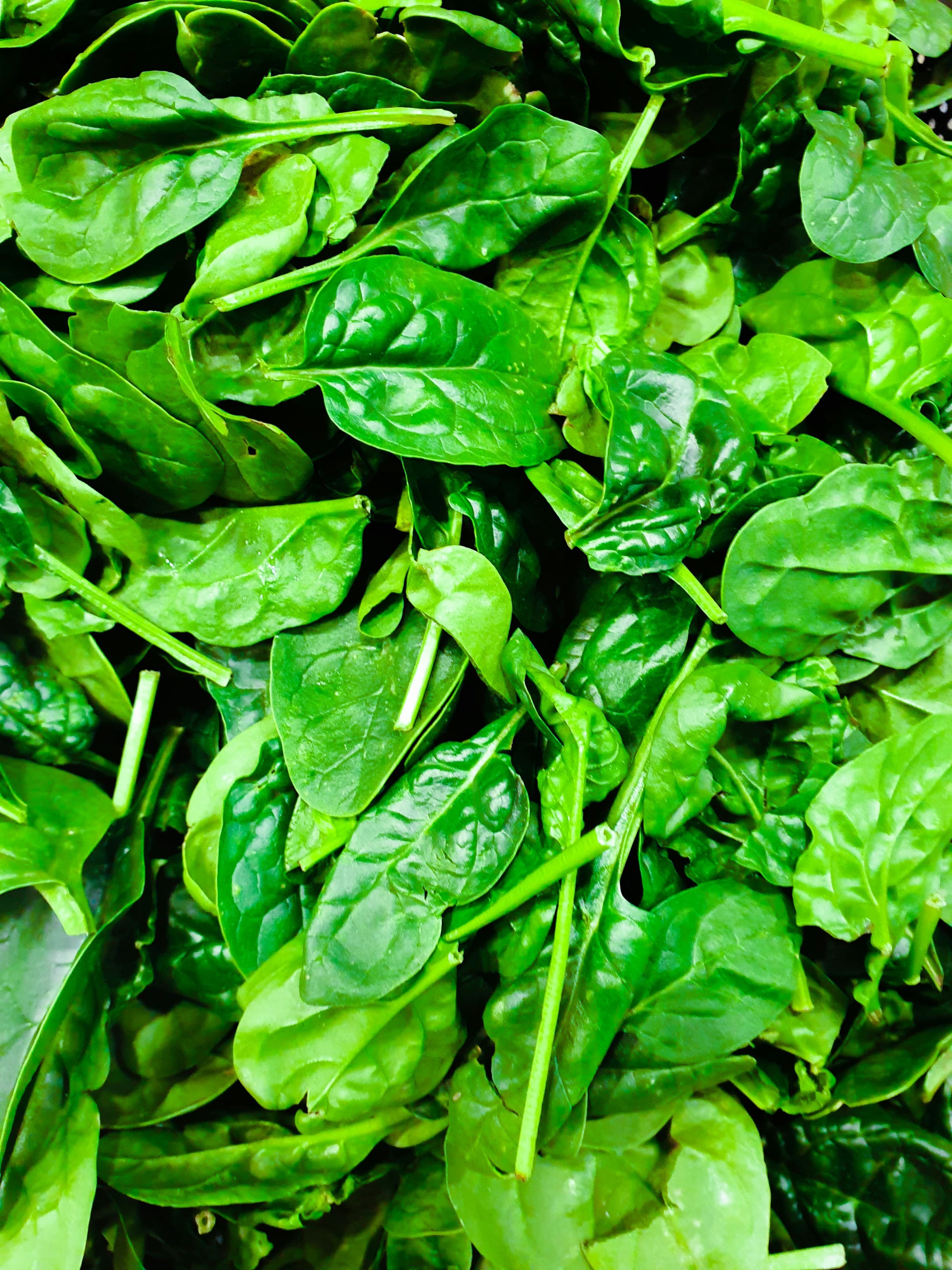 Can Dogs Eat Spinach?