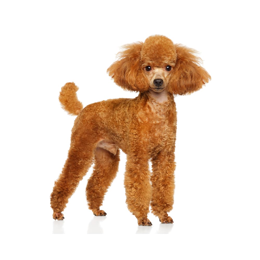 Miniature and Toy Poodle