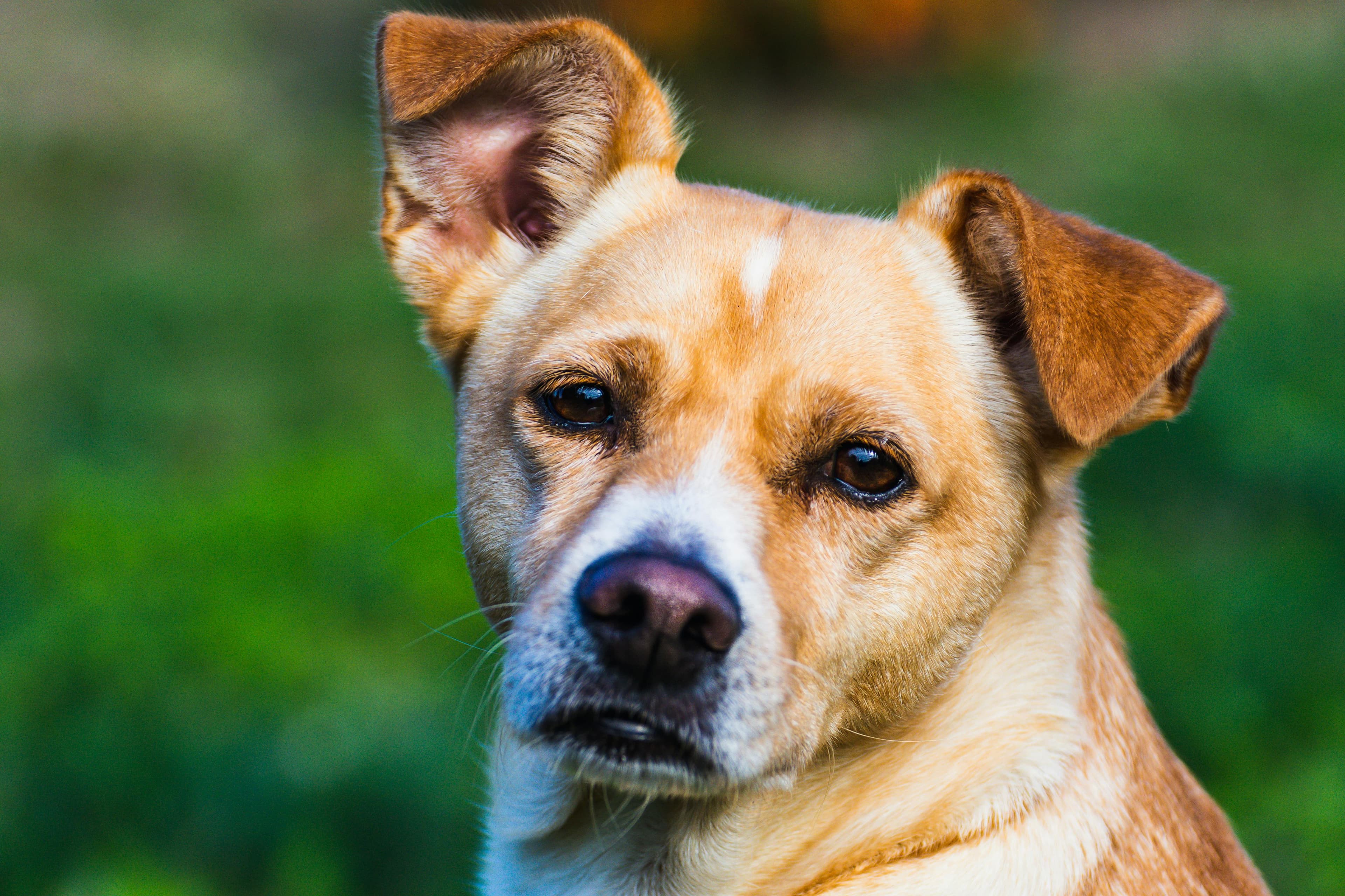 Ear Mites in Dogs