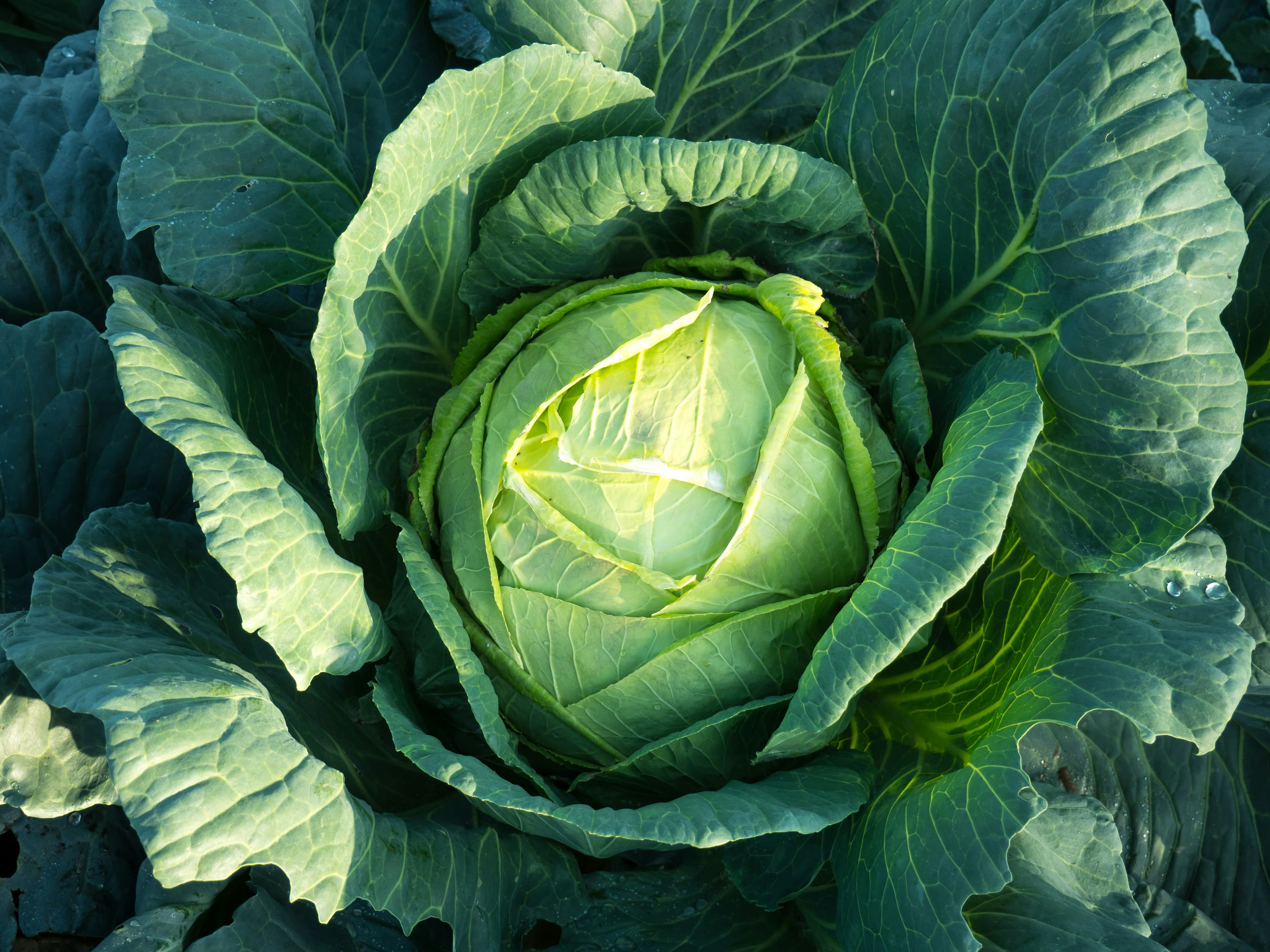 Can Dogs Eat Cabbage?