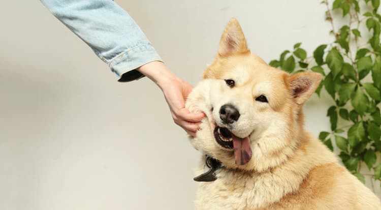 350 Best Boy Dog Names – Cute, Cool, Strong & Unique