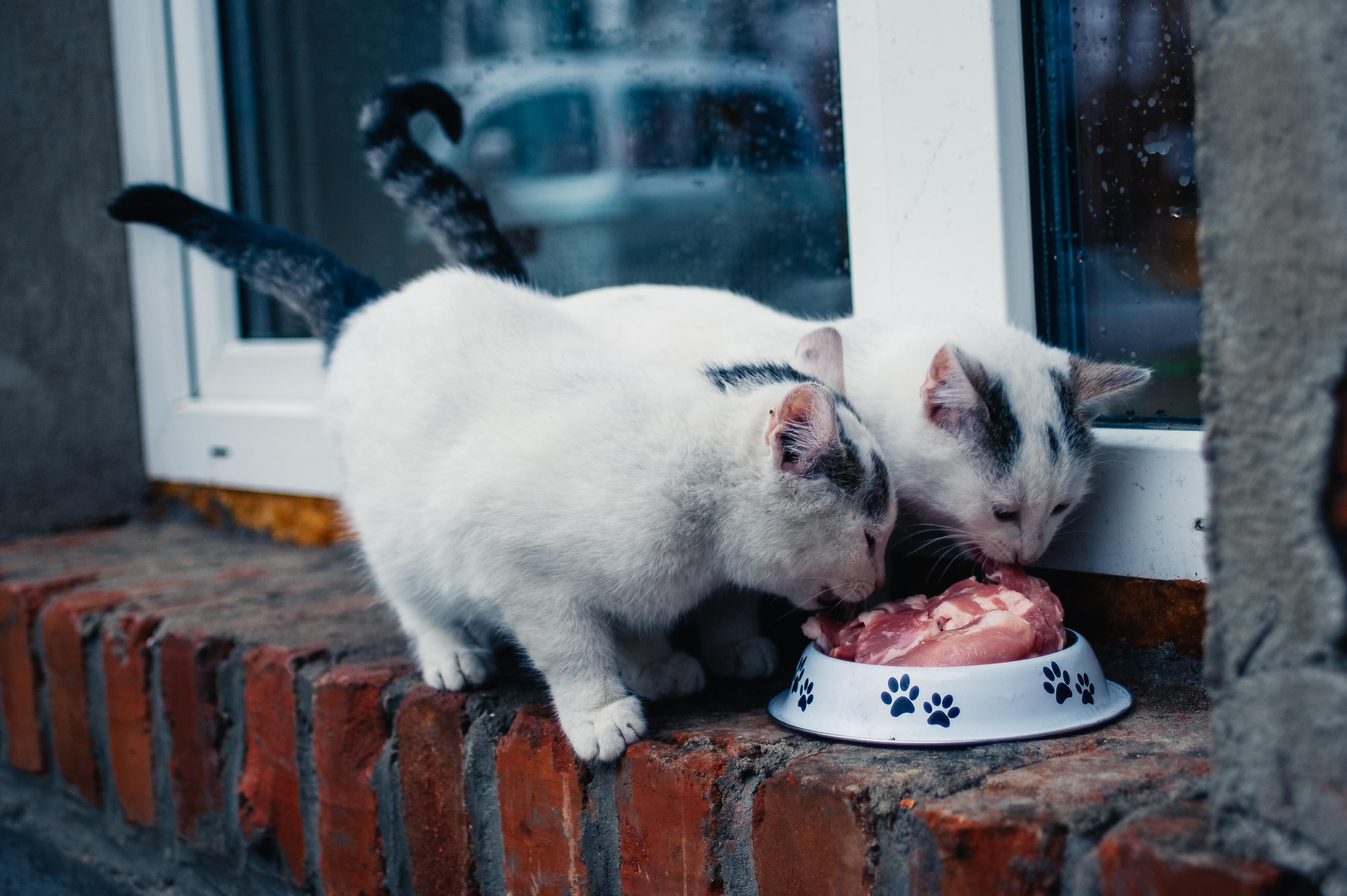 Can Cats Eat Pork?