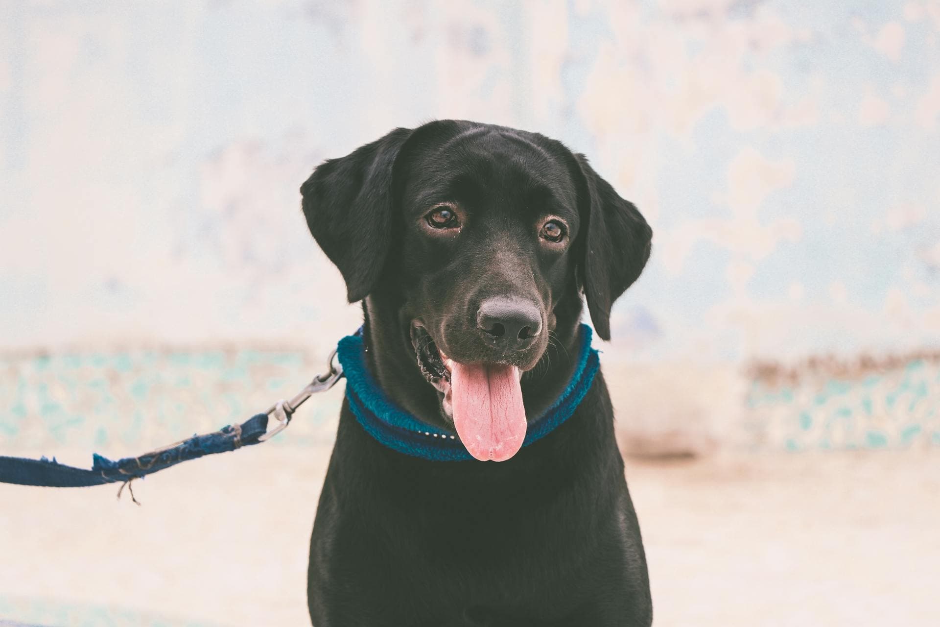 How Long Does a Dog Stay in Heat?