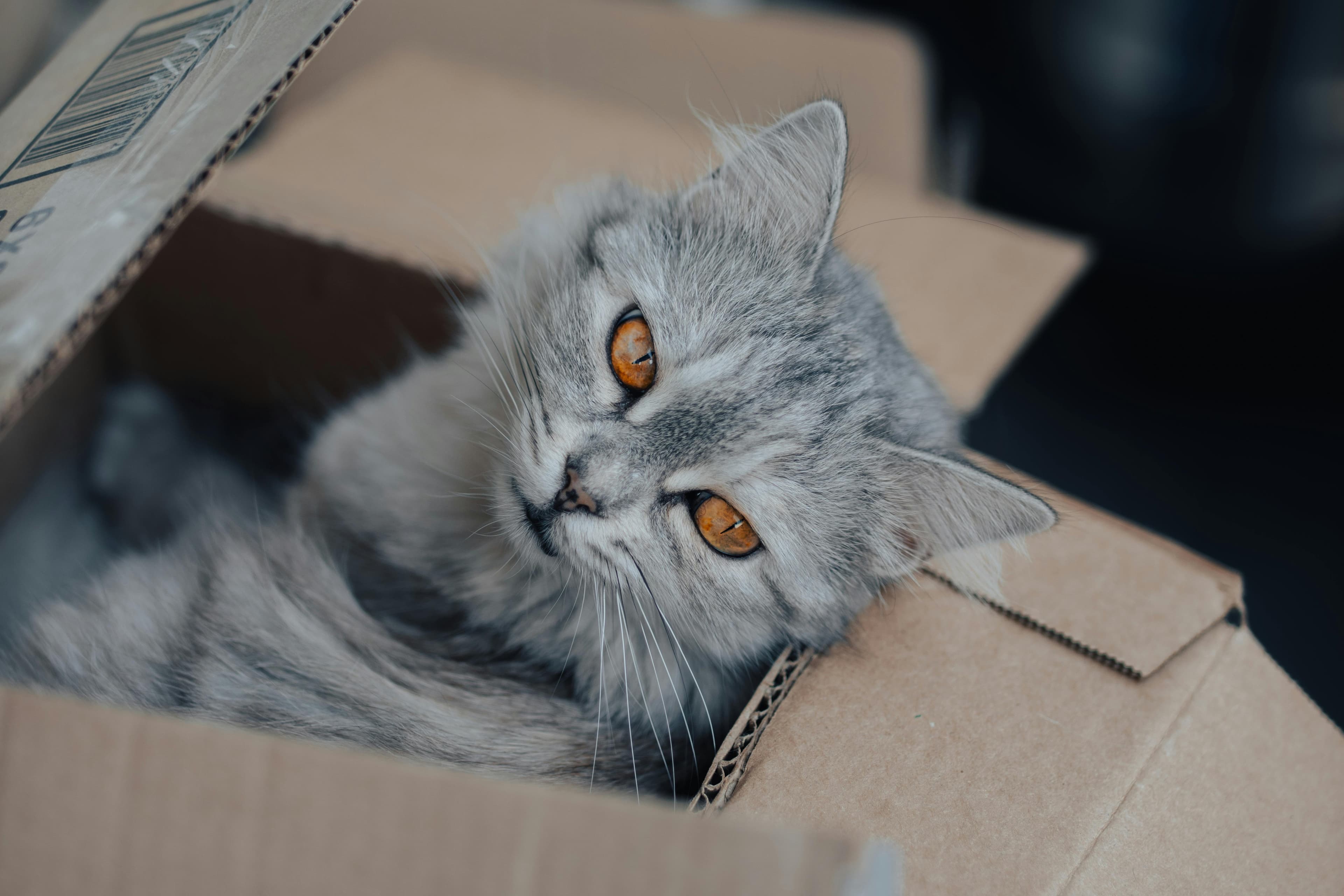 Blood in Cat Stool but Acting Normal