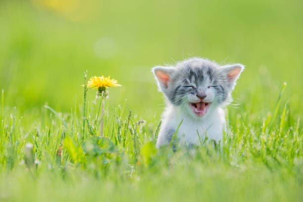 When do kittens open their eyes