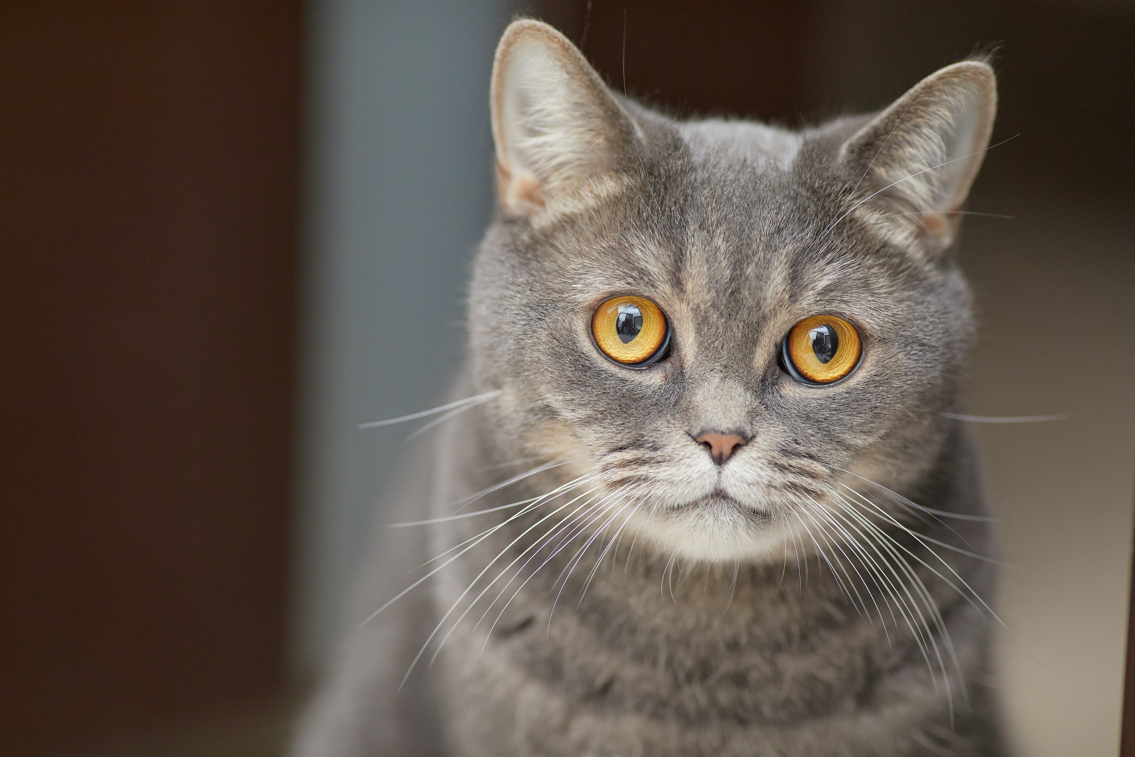 Eyes of the Felis: A Comprehensive Guide to Interpreting Cat Eyes Meaning