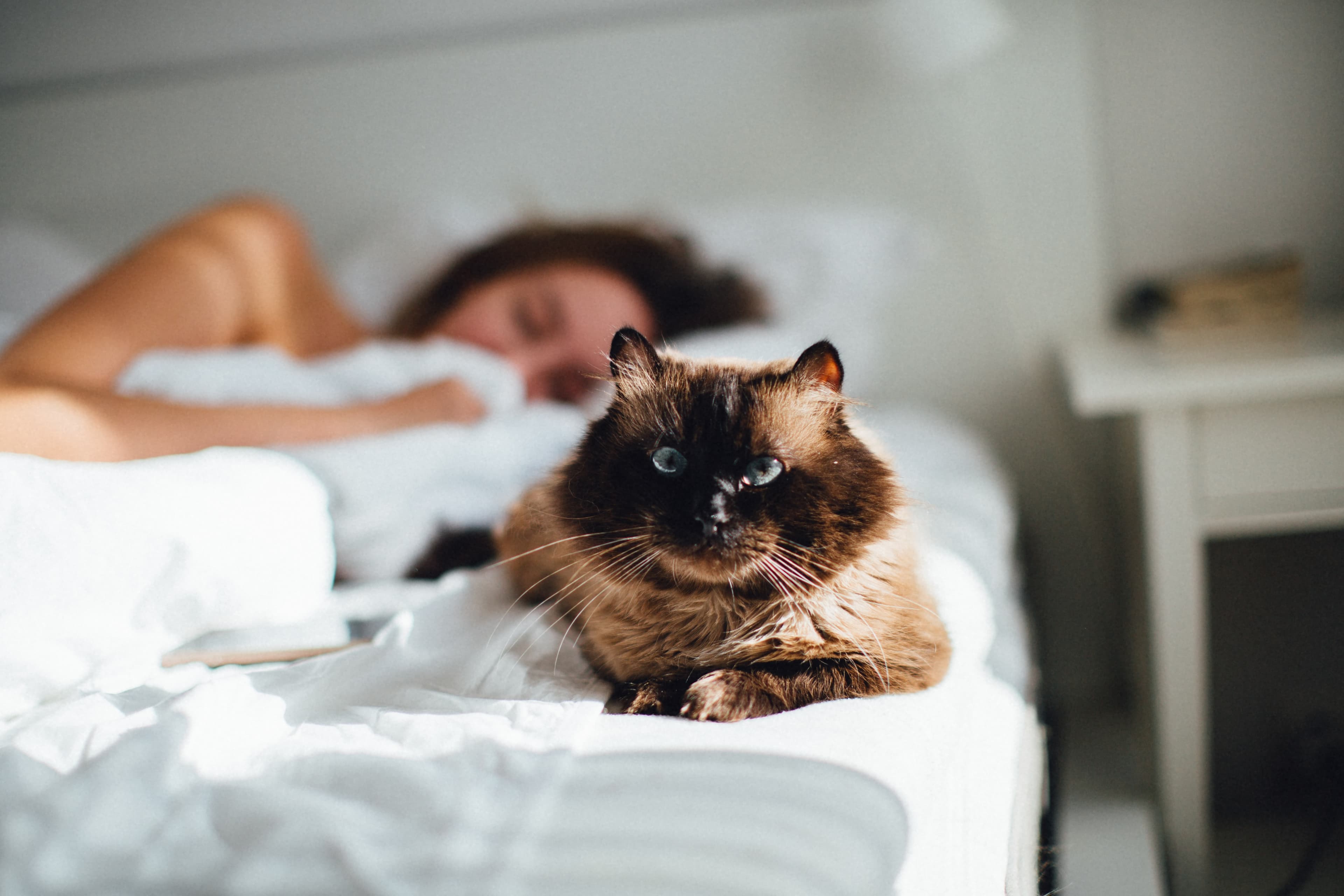 Sleeping with Cats: Why Does My Cat Sleep On Me?