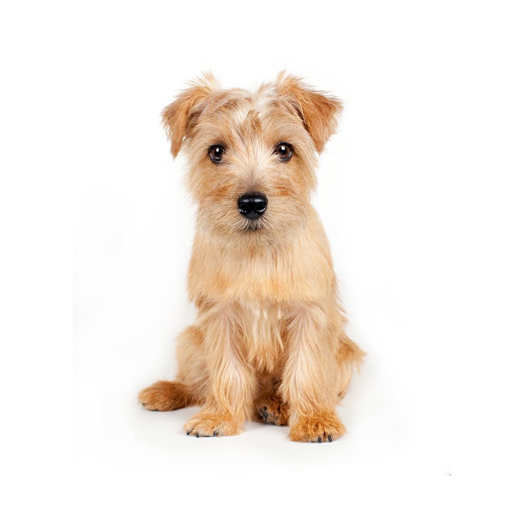 Norfolk Terrier