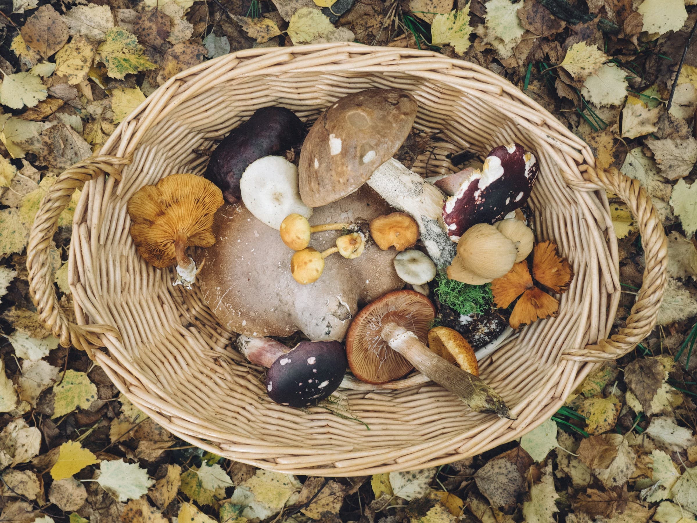 Can Cats Eat Mushrooms?