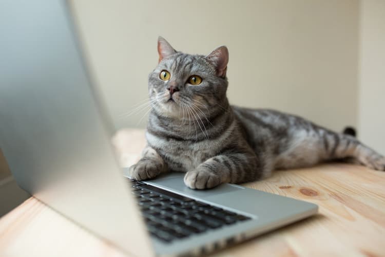 Do Cats Have Periods? What to Expect During a Female Cat’s Cycle