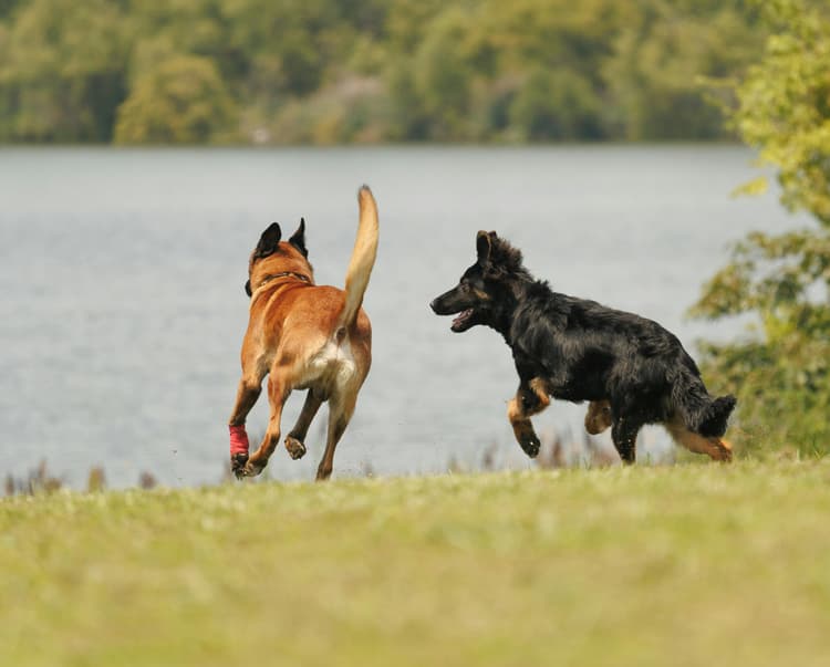 Belgian Malinois vs German Shepherd