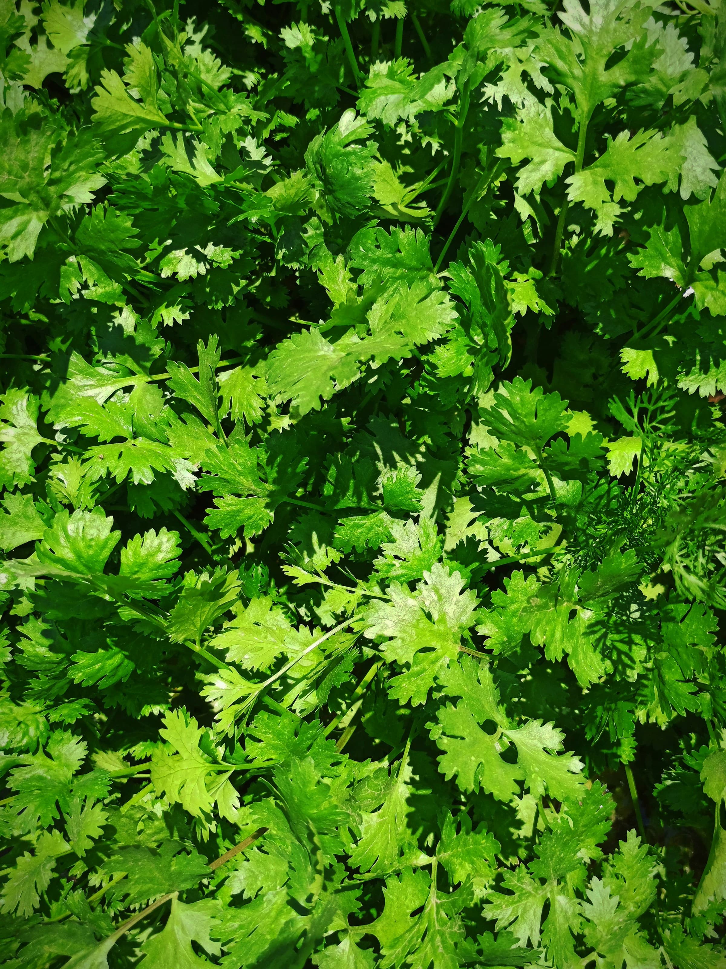 Can Dogs Eat Cilantro?