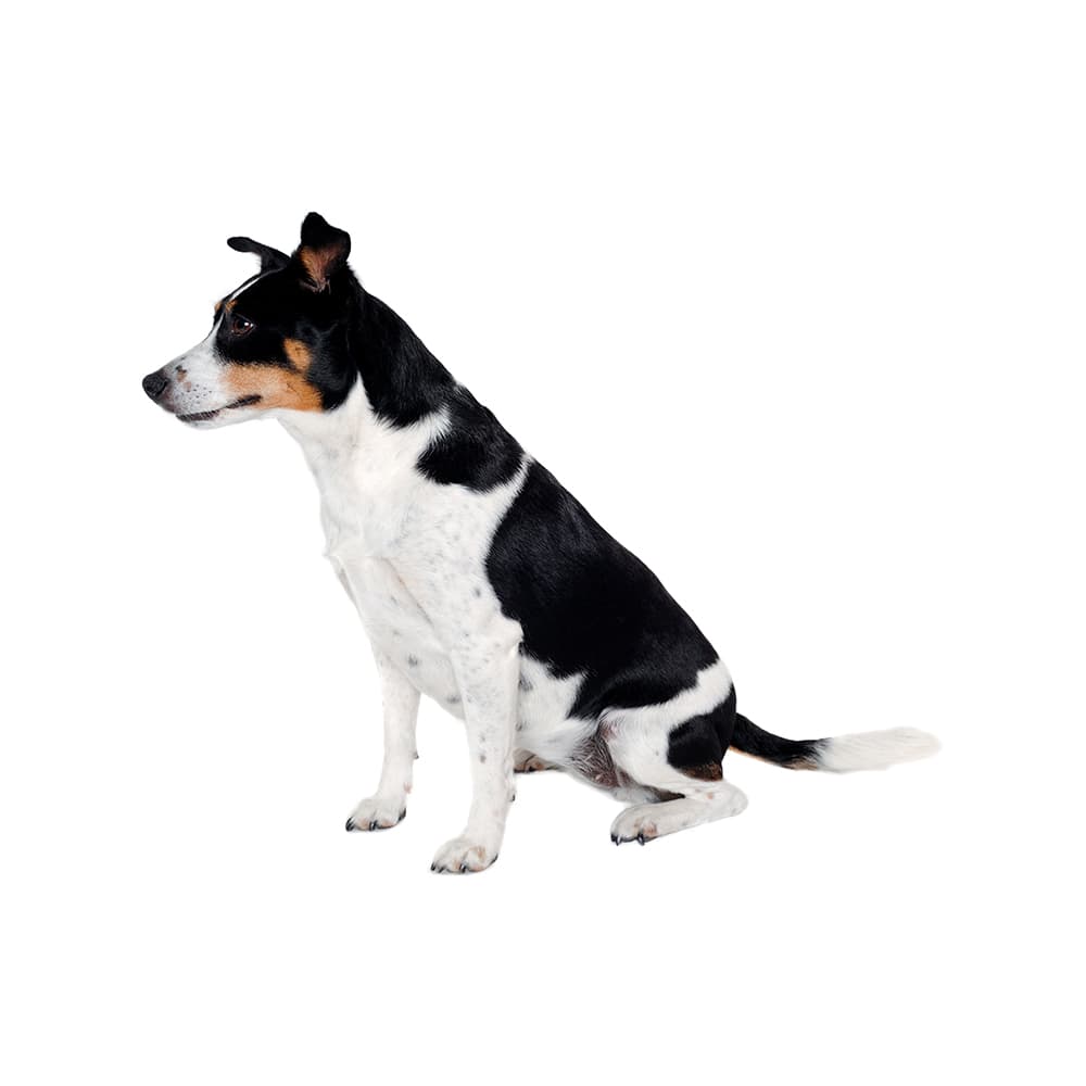 Rat Terrier (Miniature and Standard)