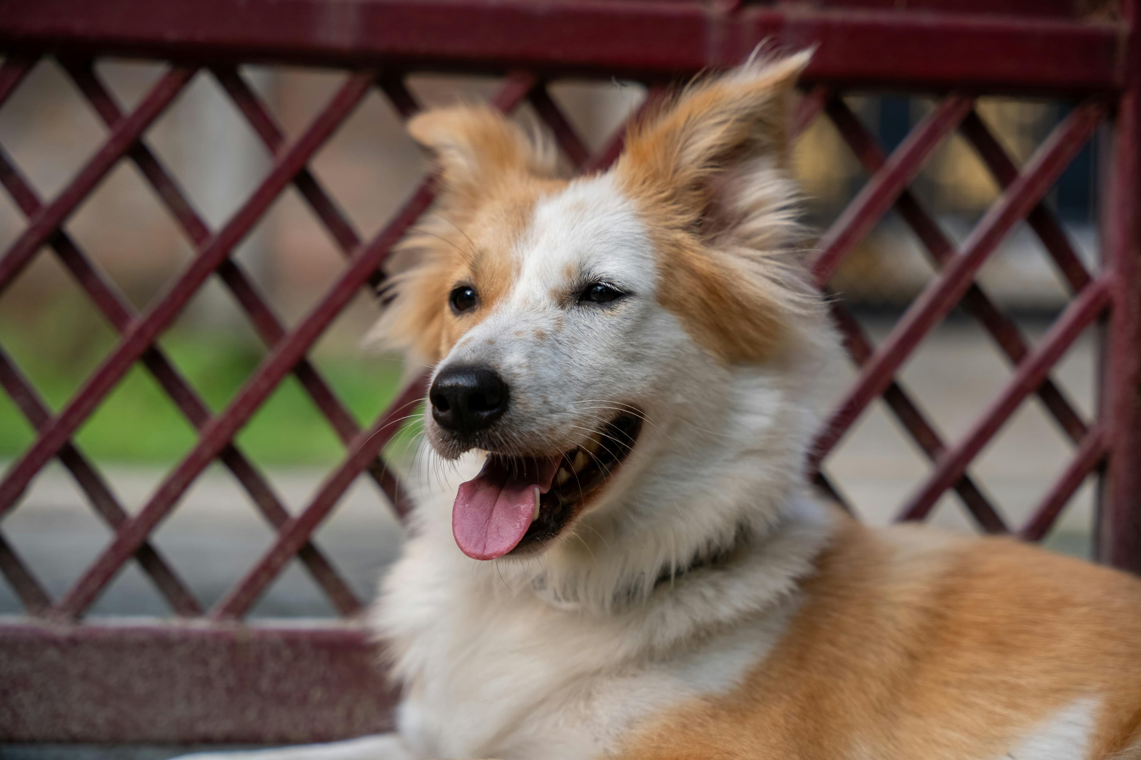 Dog Panting at Night