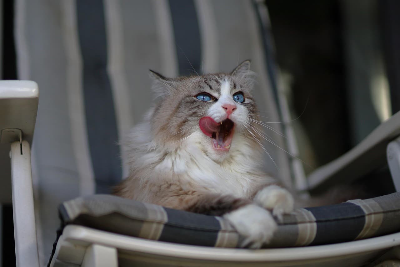 Why Do Cats Like Earwax?
