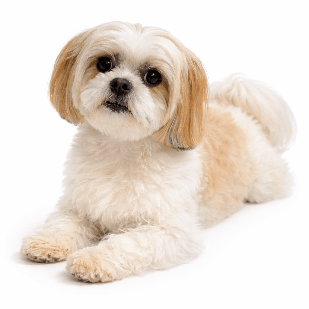 Malshi Dog Breed