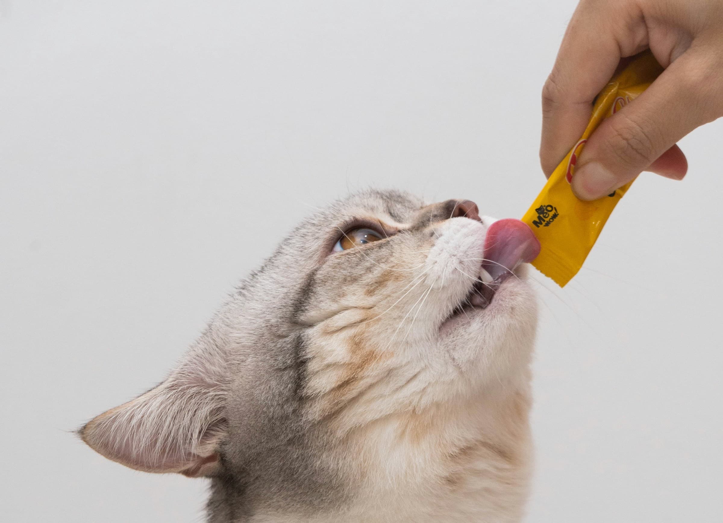 Best Cat Treats