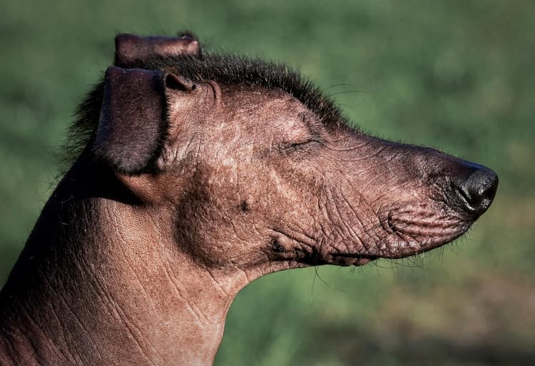 20 Rare Dog Breeds