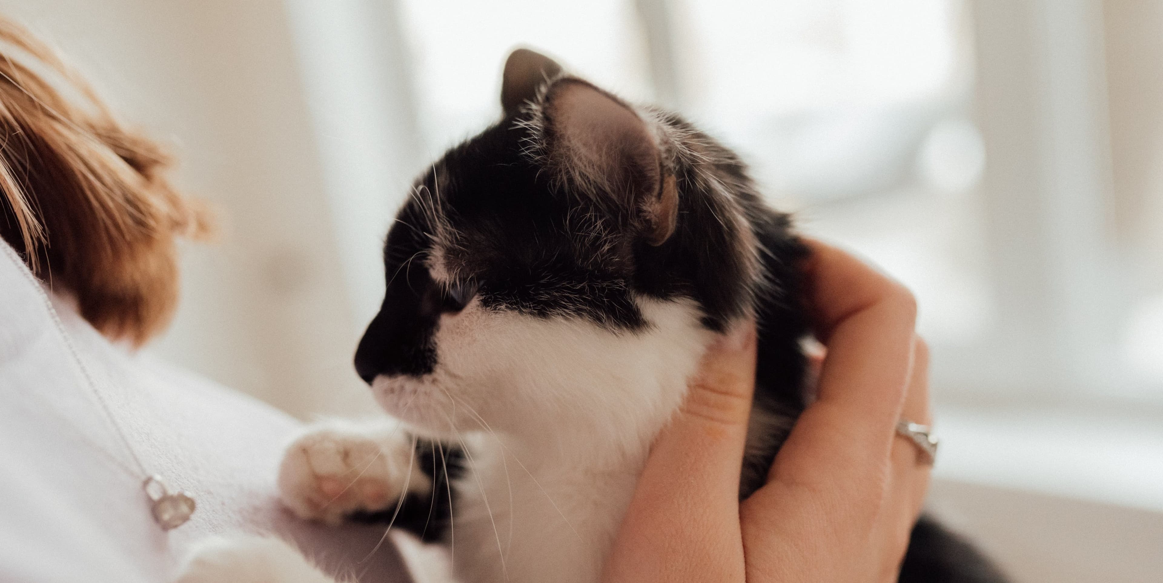 Can Cats Sense Death?