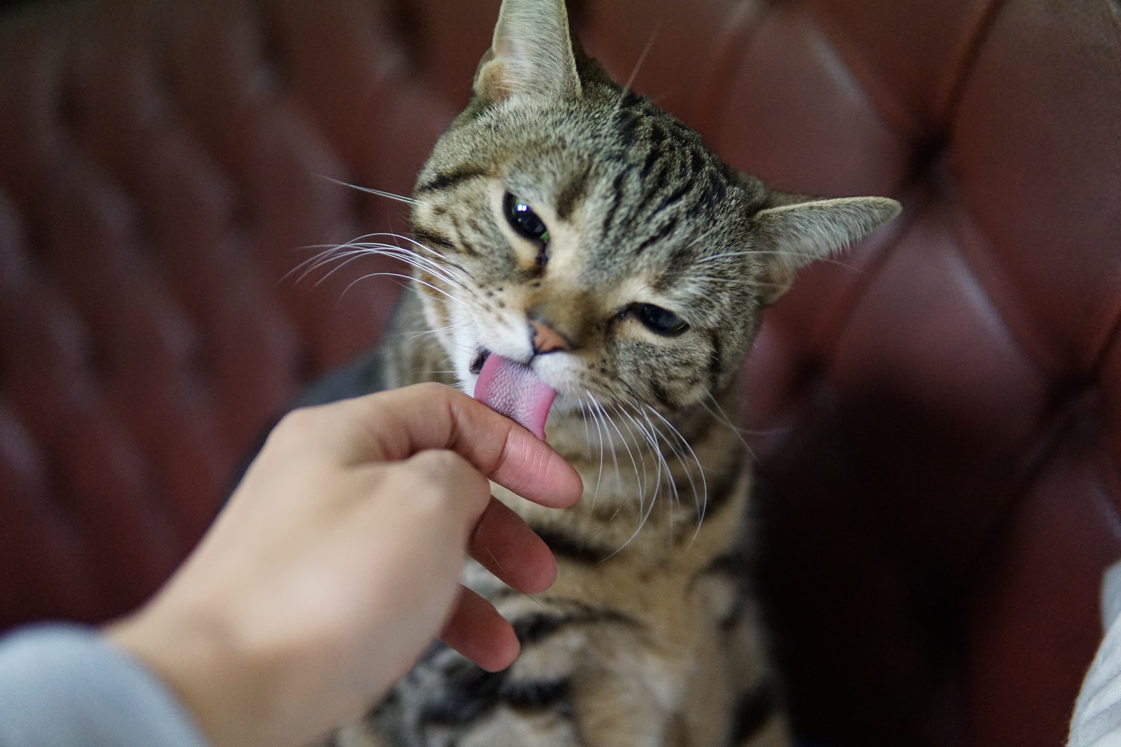 Why Does My Cat Lick Me?