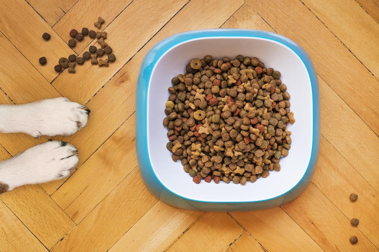 Is Grain Free Bad for Dogs?