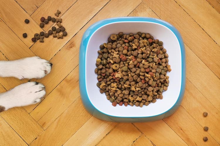 Is Grain Free Bad for Dogs?