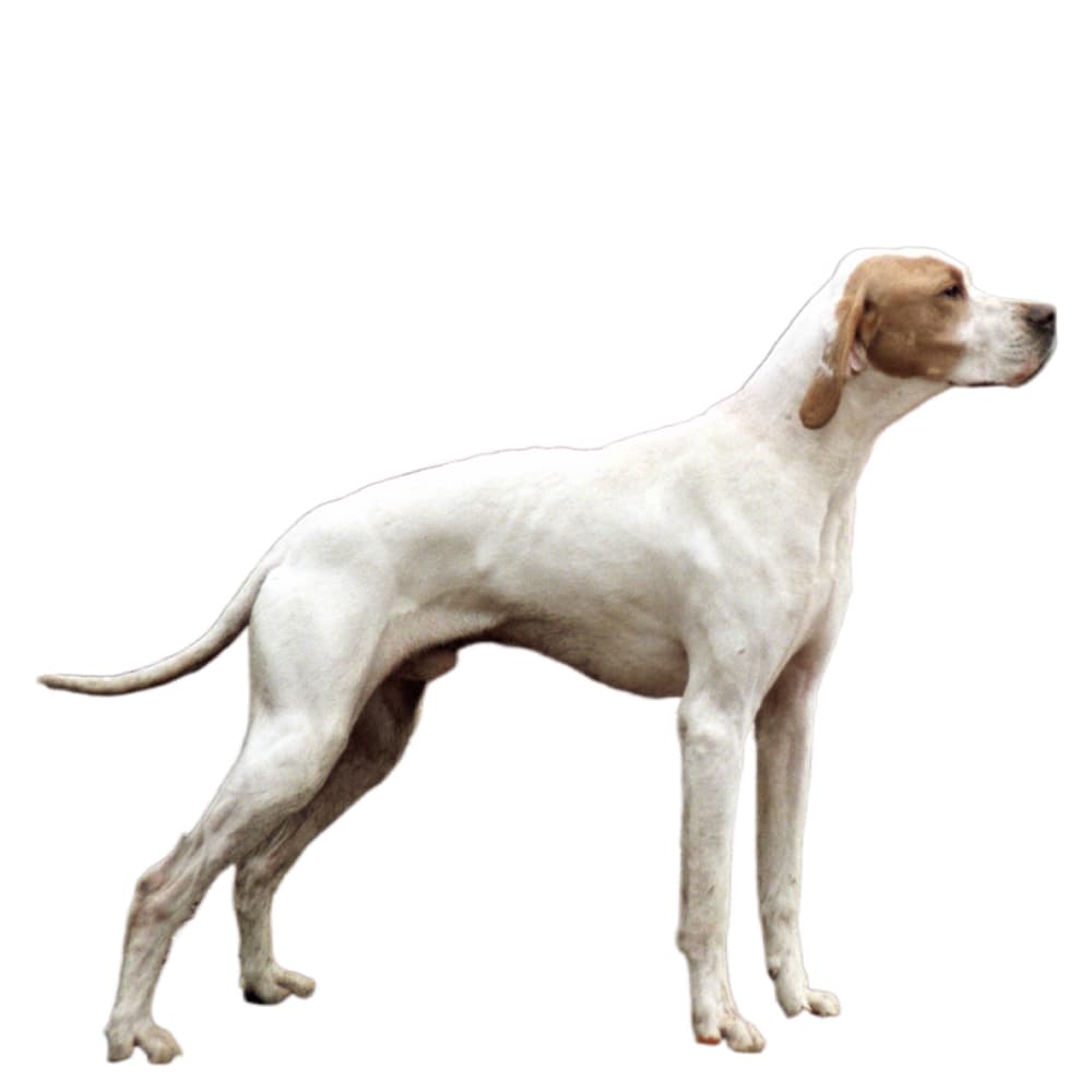 Ariege Pointing Dog