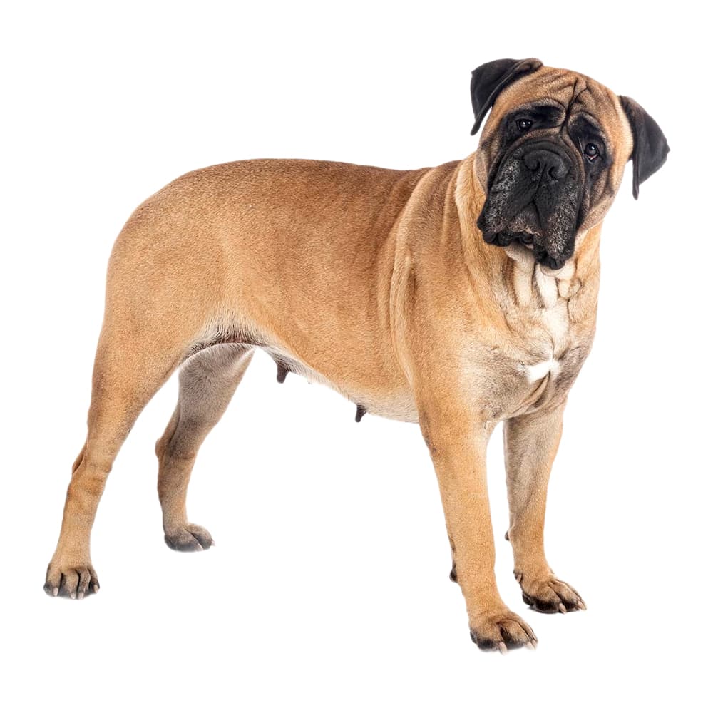 English Mastiff